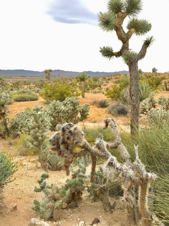Desert Oasis - Joshua Tree Peaceful Retreat Home ยุคคาแวลลีย์ ภายนอก รูปภาพ